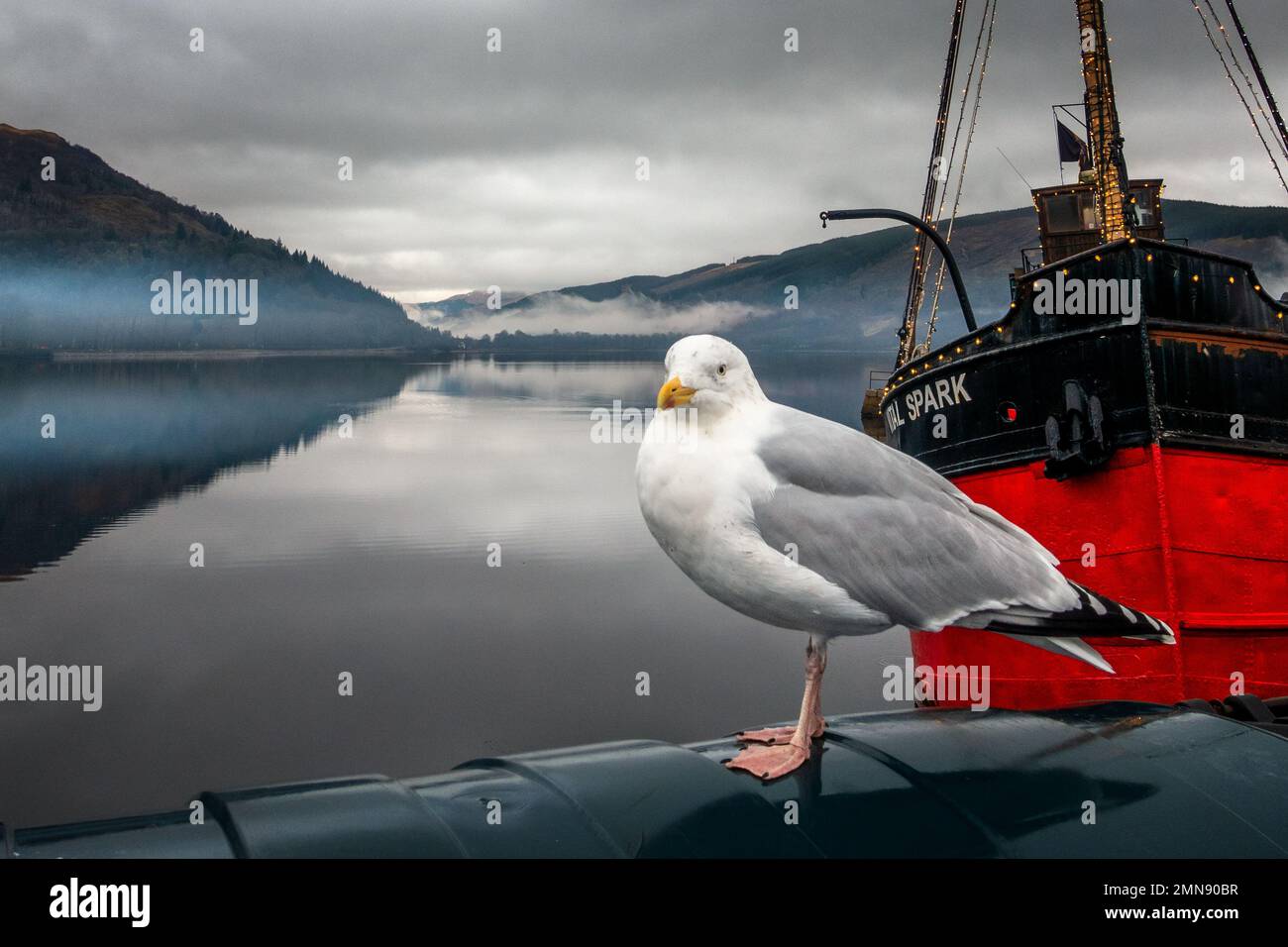 Gabbiano di aringa (Larus argentatus) in piedi di fronte al battello a vapore rosso Vital Spark che guarda al Loch Fyne a Inveraray, Argyll, Scozia. Foto Stock