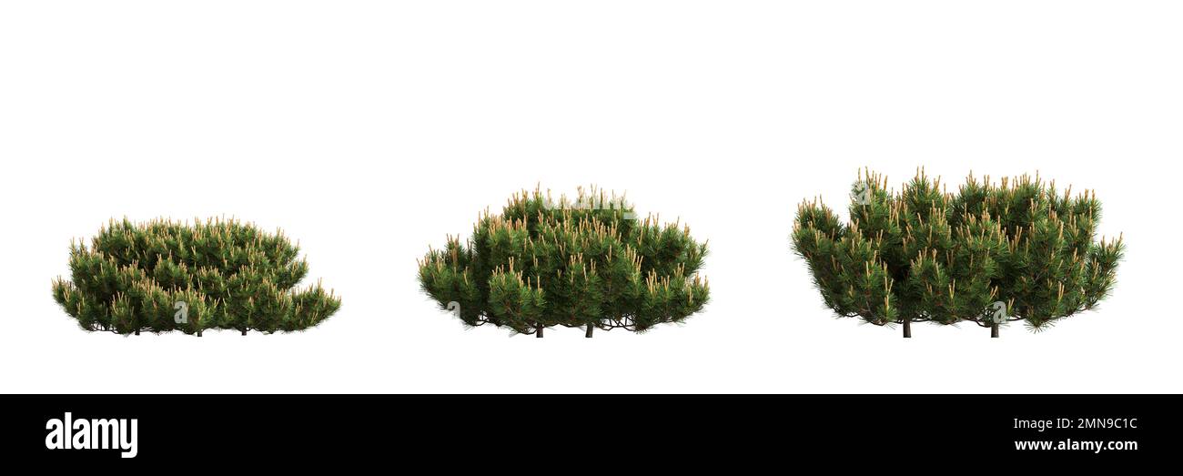3d illustrazione di set bush nana di pino mugo isolato su sfondo bianco Foto Stock