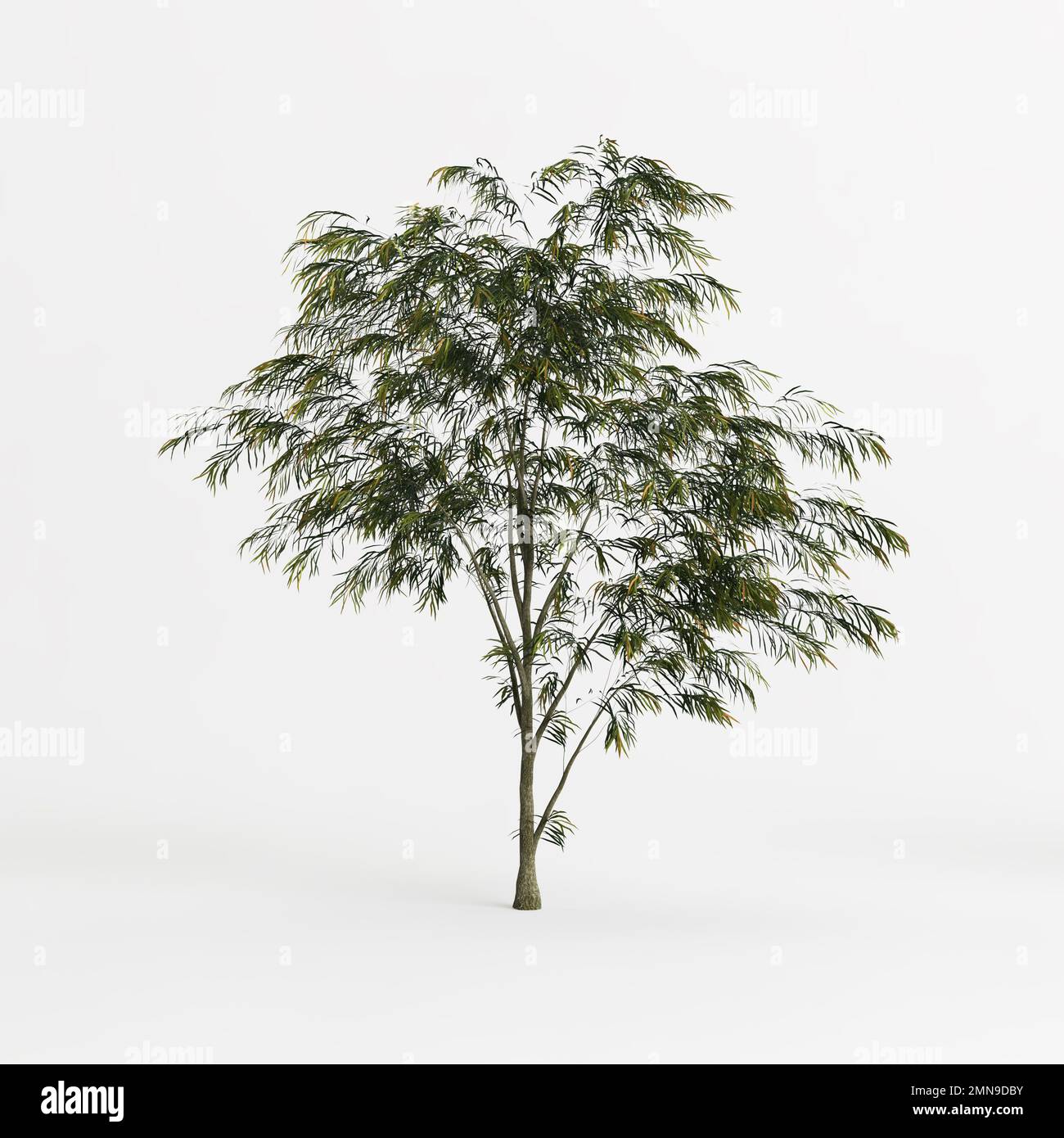 3d illustrazione dell'albero di agonis flexuosa isolato su sfondo bianco Foto Stock