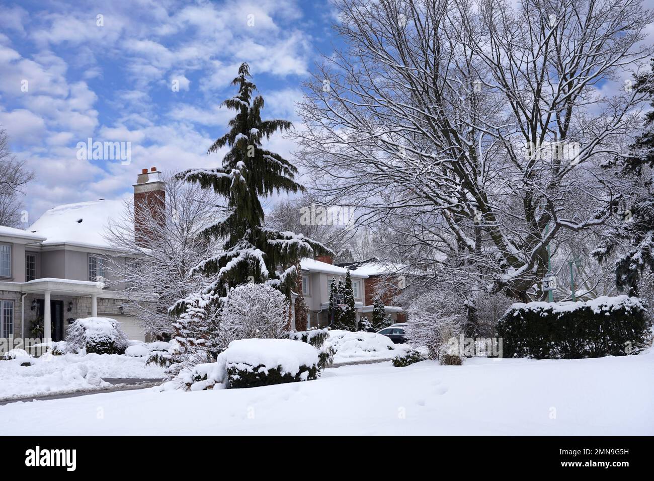 Tradizionale strada residenziale in inverno con neve coperta piangente pineta Foto Stock