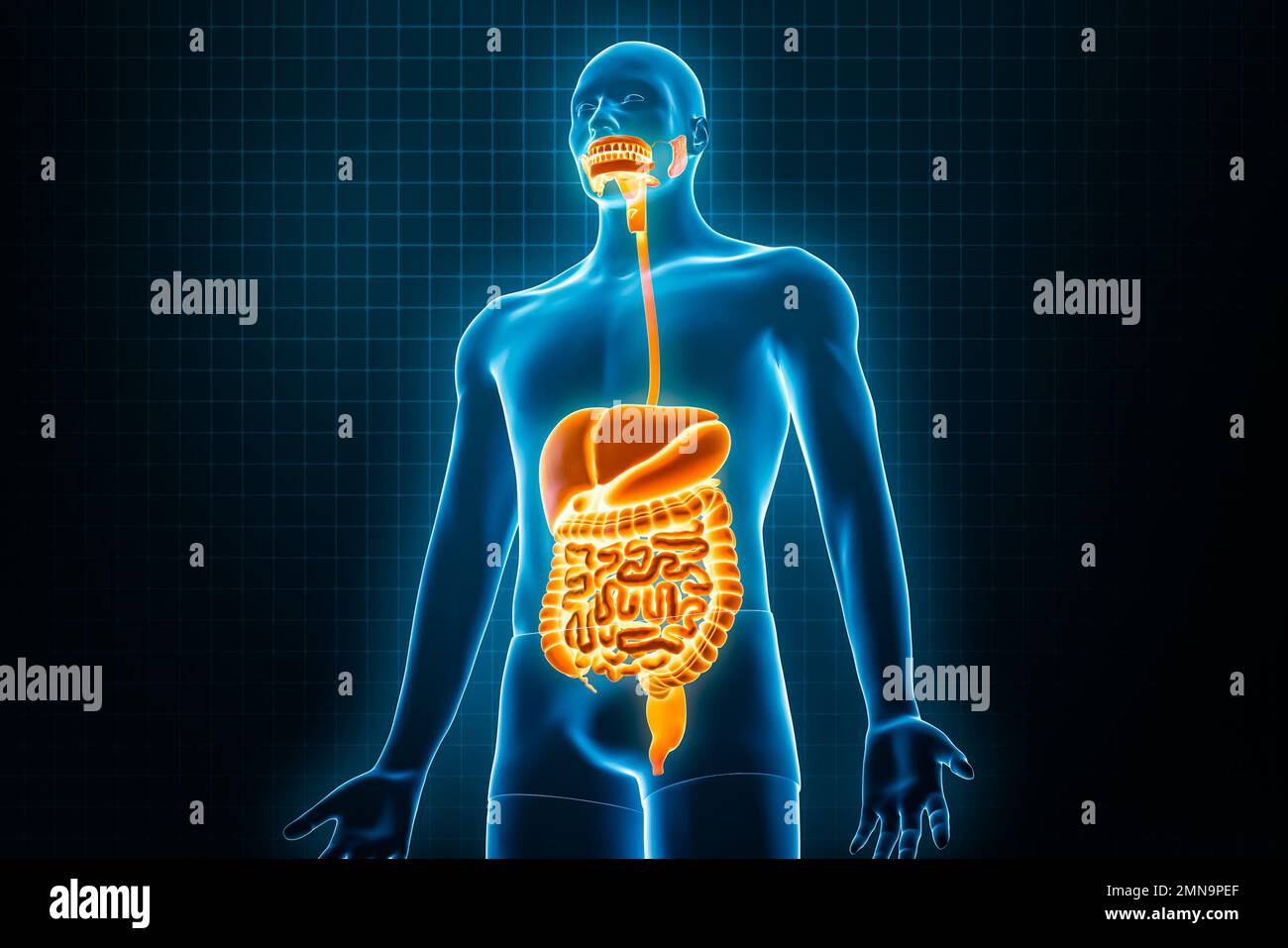 Radiografia vista anteriore o frontale dell'intero sistema digestivo umano 3D che rende l'illustrazione con i contorni del corpo maschile. Anatomia umana, tratto gastrointestinale, m Foto Stock