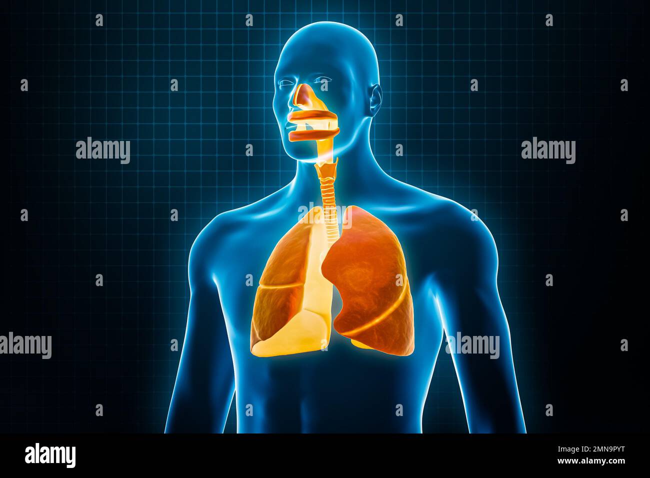 Radiografia vista anteriore o frontale dell'intero sistema respiratorio umano 3D rappresentazione grafica con contorni del corpo maschile. Anatomia umana, polmoni, medicina, biologia Foto Stock