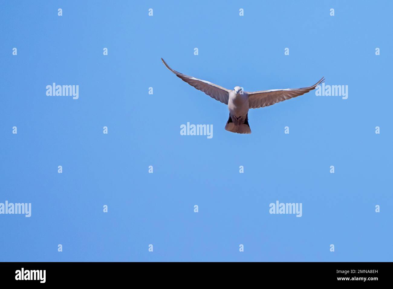 Collato eurasiatico (Streptopelia decaocto) in volo contro il cielo blu Foto Stock