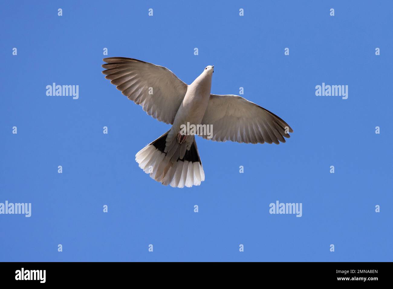 Collato eurasiatico (Streptopelia decaocto) in volo contro il cielo blu Foto Stock