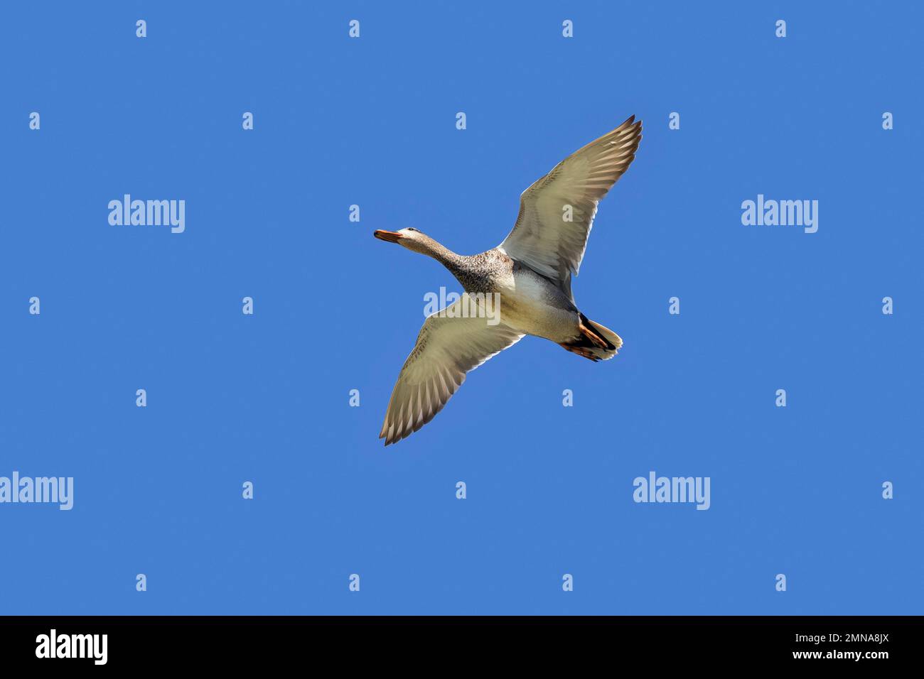 Gadwall (Mareca strepera / Anas strepera) anatra dabbling in volo contro il cielo blu Foto Stock