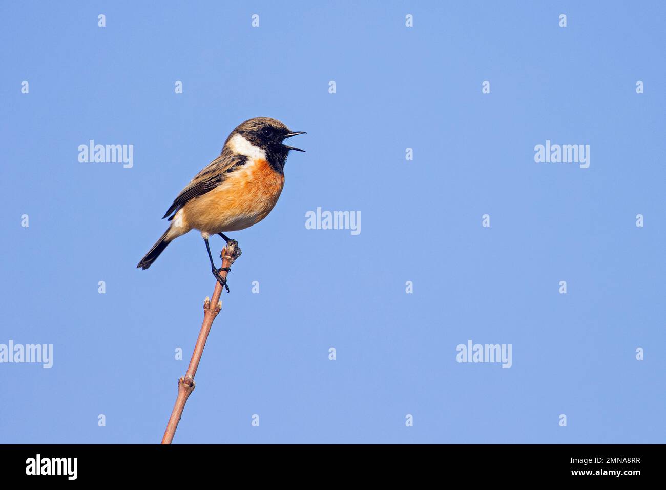 stonechat europeo (Saxicola rubicola / Motacilla rubicola) maschio arroccato in arbusto e cantato in primavera Foto Stock