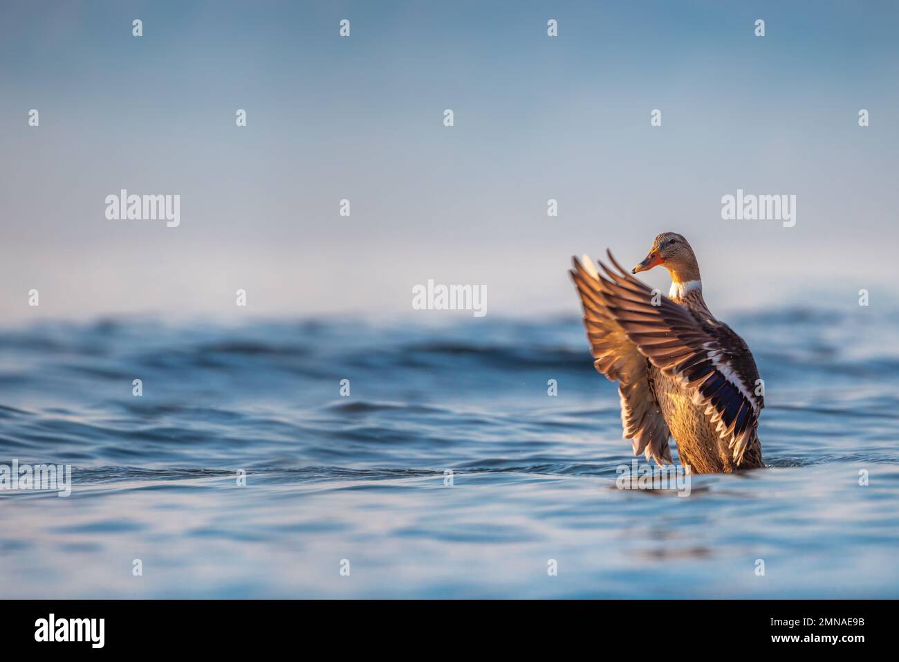 Fauna selvatica anatra galleggiante in acqua di mare blu Foto Stock