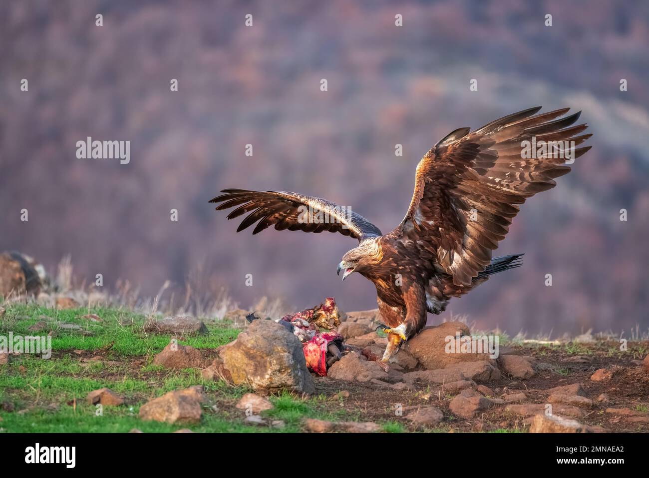 Uccello dell'aquila reale, rapitore selvaggio e predatore pericoloso, mangiando preda nella natura Foto Stock