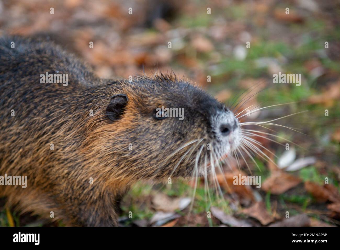 Primo piano del muso di un castoro Foto Stock