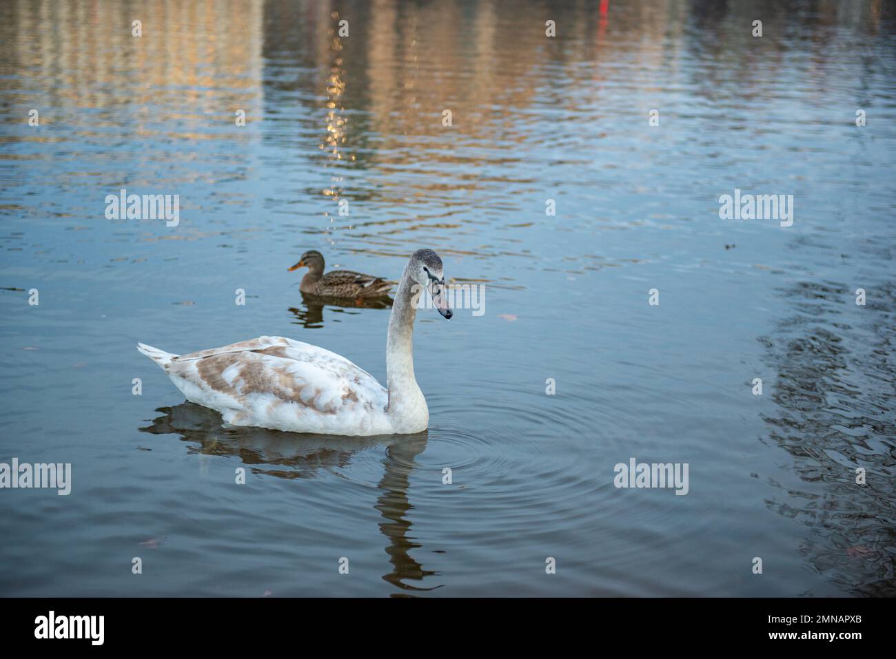 Un cigno e un'anatra grigia nuotano nel lago Foto Stock