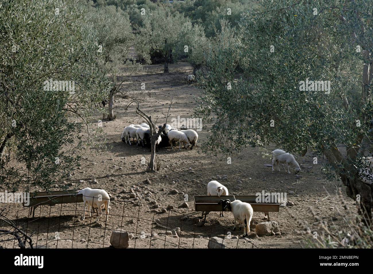 Alimentazione delle pecore a mangiatoie in pascolo scrubland in un oliveto, isola di Lesbos settembre / ottobre 2022. Foto Stock