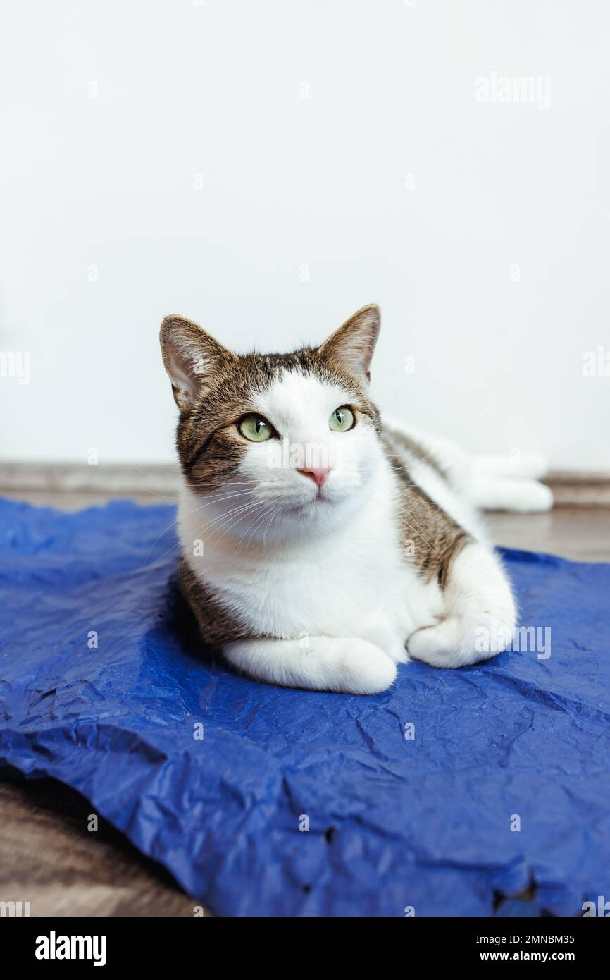 Contenuto tabby bicolore domestico e gatto bianco sdraiato giù su carta da imballaggio blu del mestiere con le zampe rimbocciate. I gatti amano il concetto di carta. Primo piano, copia spazio Foto Stock