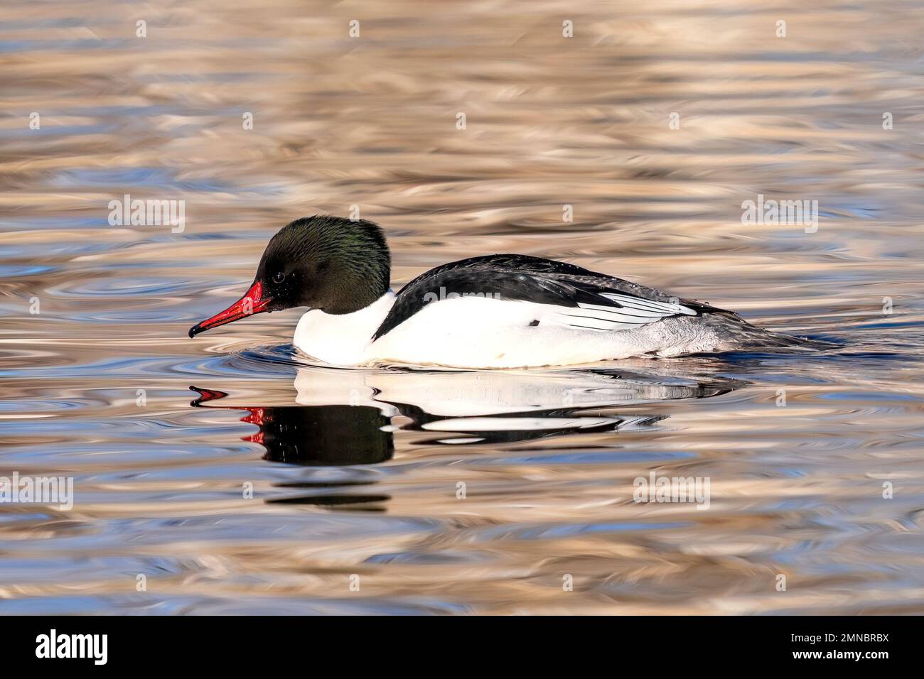 Un drake comune del Merganser con una cresta pointy della testa abbassa la sua testa per prendere una bevanda dell'acqua. Vista ravvicinata. Foto Stock