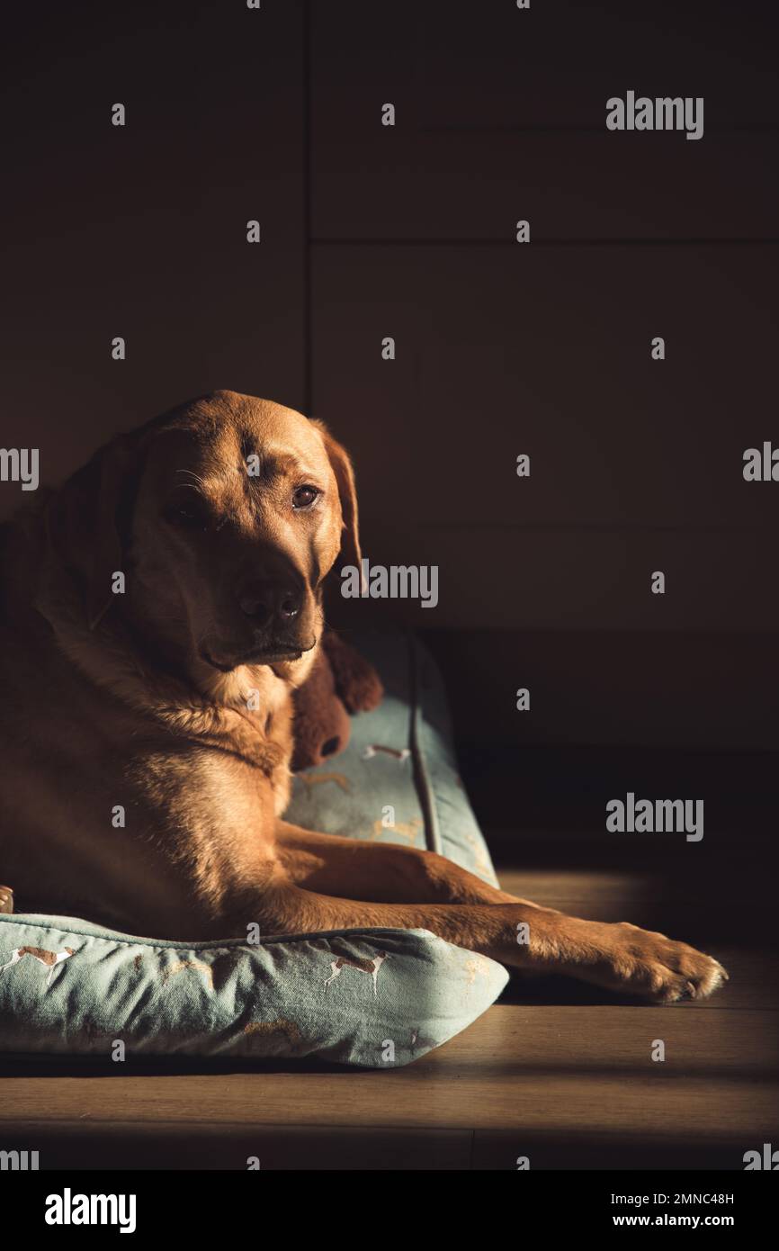 Un bel cane da lavoro Labrador rosso Fox Retriever riposante in una casa interna in una luce soffusa finestra Foto Stock