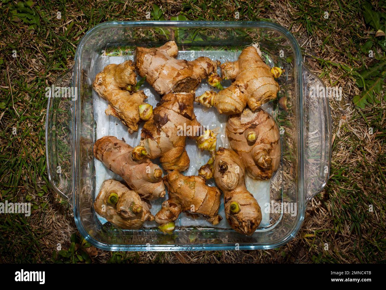 Uno sguardo alla vita in Nuova Zelanda: Radici Ginger piante (Zingiber officinale) che crescono in un flower-pot sul mio porta-passo. Crescere il mio cibo e la mia medicina. Foto Stock