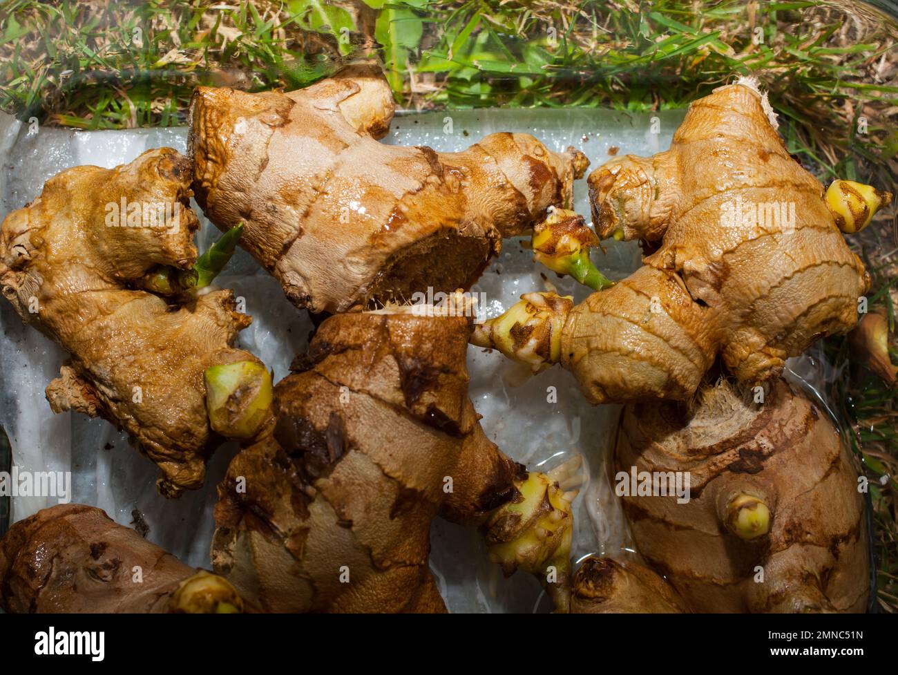 Uno sguardo alla vita in Nuova Zelanda: Radici Ginger piante (Zingiber officinale) che crescono in un flower-pot sul mio porta-passo. Crescere il mio cibo e la mia medicina. Foto Stock