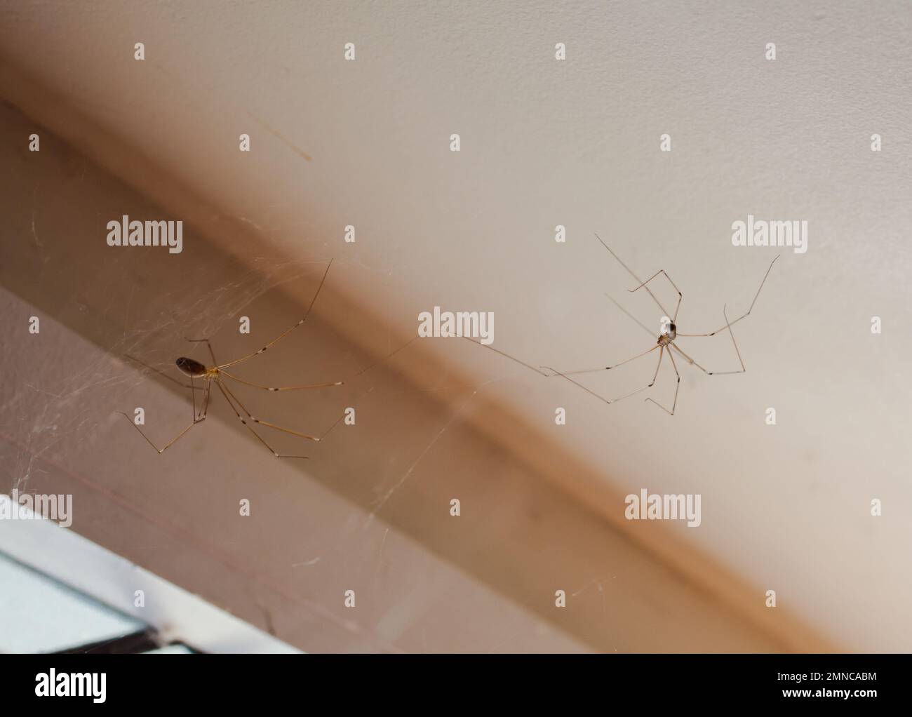 Uno sguardo alla vita in Nuova Zelanda: Ragni Daddy-long-leg (Pholcus phalangioides) che scuotono le mani! Insetti piccoli innocui e utili. Foto Stock