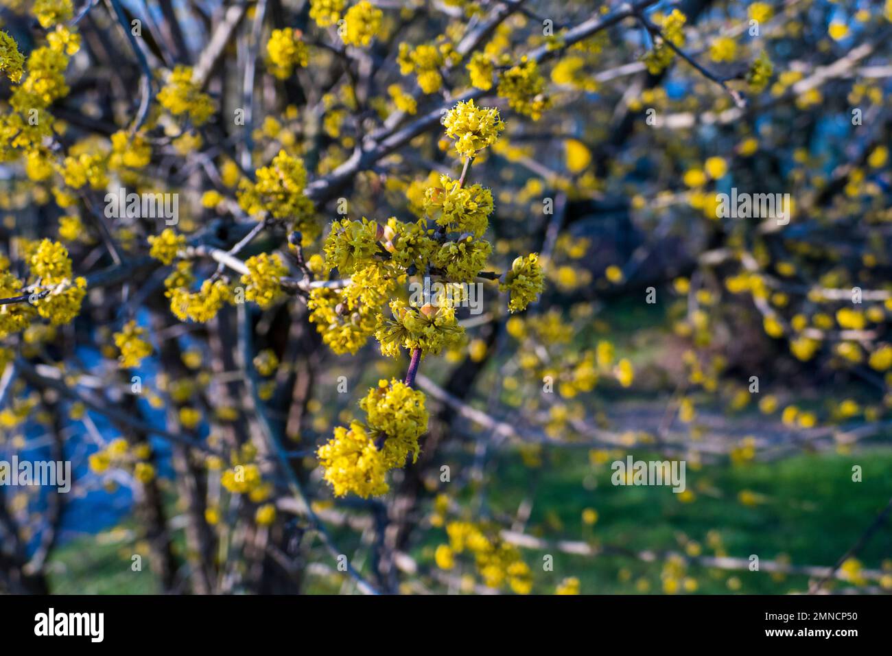 Japanische Kornelkirsche Cornus mas mit gelben Blüten im Frühjahr Foto Stock