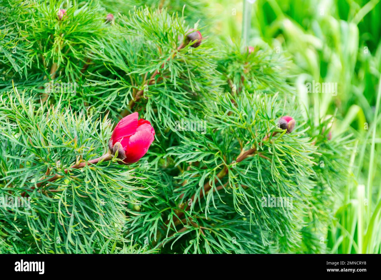 Peonia delle foglie , Paeonia tenuifolia L. primo piano Foto Stock
