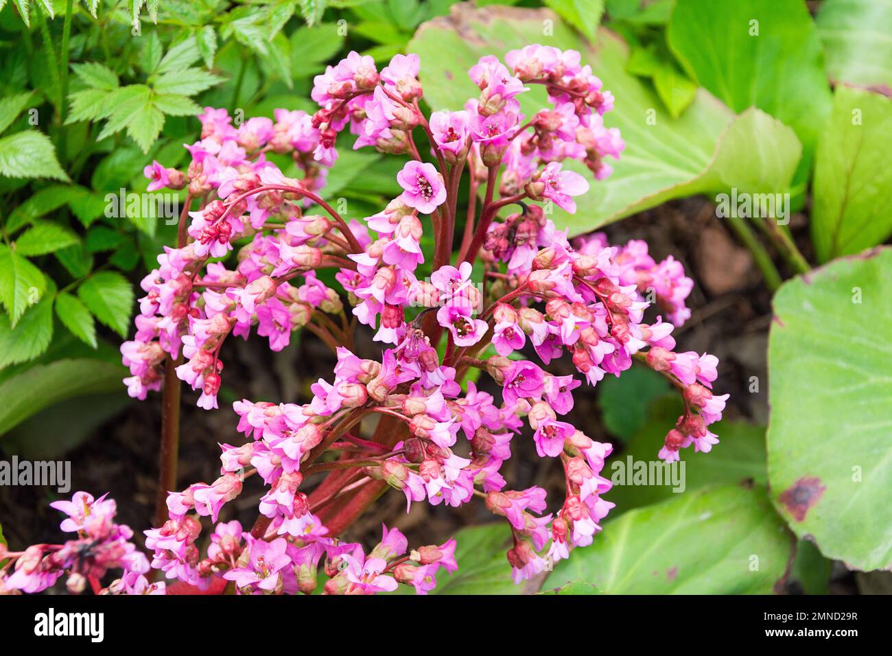 Bergenia crassifolia , bergenia con foglie di cuore, bergenia con foglie di cuore, bergenia in pelle, bergenia in fiore d'inverno, Orecchie di elefante, orecchie di elefante, coreano e Foto Stock
