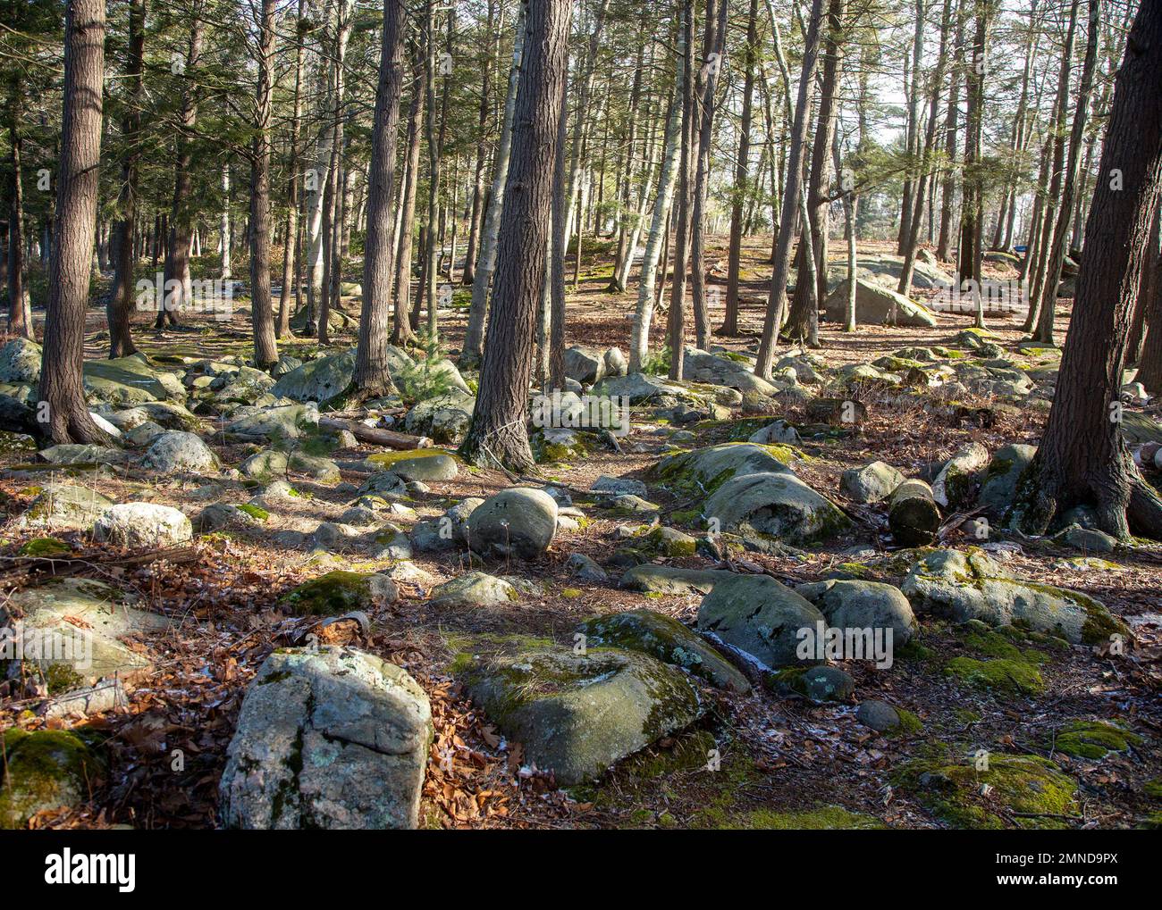 Un'area di legno rocciosa nel Connecticut rurale. Foto Stock