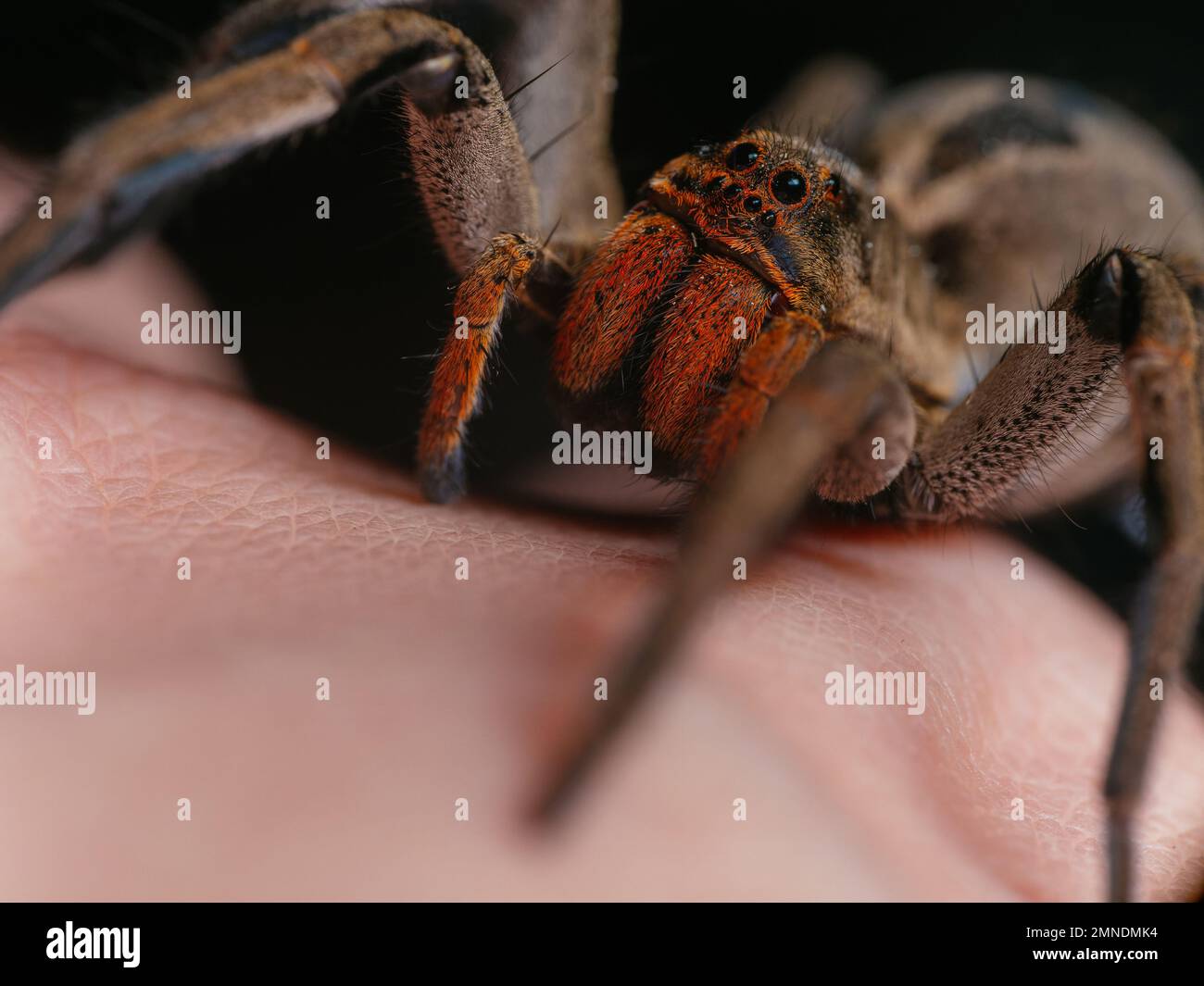 Un ragno di lupo (Lycosa, aranha de jardim) sulla mano umana, ritratto dettagliato con gli occhi del ragno visibili Foto Stock