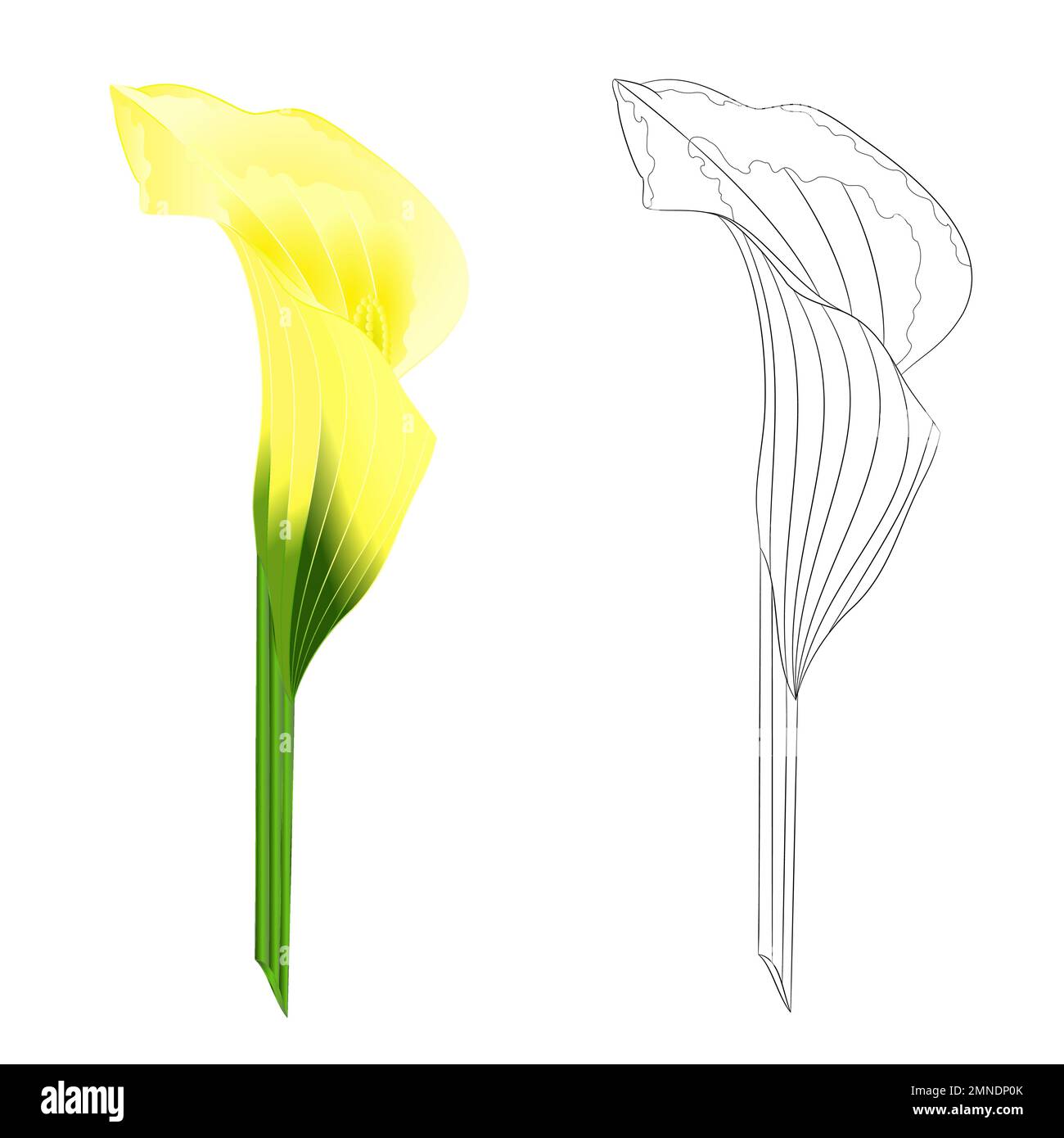 Calla giallo fiore di giglio erbaceo piante ornamentali perenni naturale e contorno su sfondo bianco vintage vettoriale illustrazione modificabile h Illustrazione Vettoriale