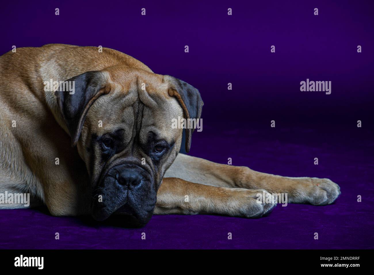 Bullmastiff cane viola di fronte a uno sfondo blu in studio. Foto Stock