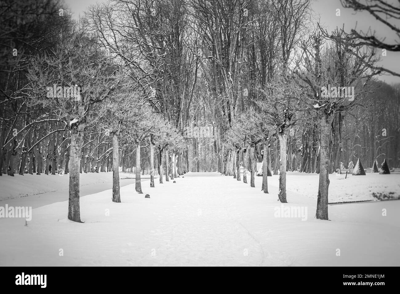 Una vista lungo un viale innevato. Una simmetria meravigliosa Foto Stock