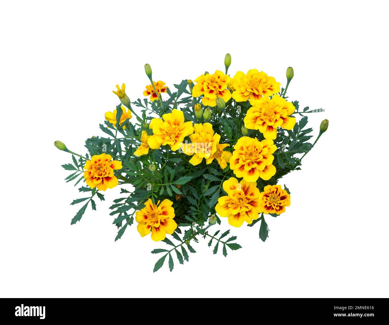 Fiori di Marigold (Tagetes erecta, Aztec, fiore di Marigold africano). Fiore cespuglio isolato. Foto Stock