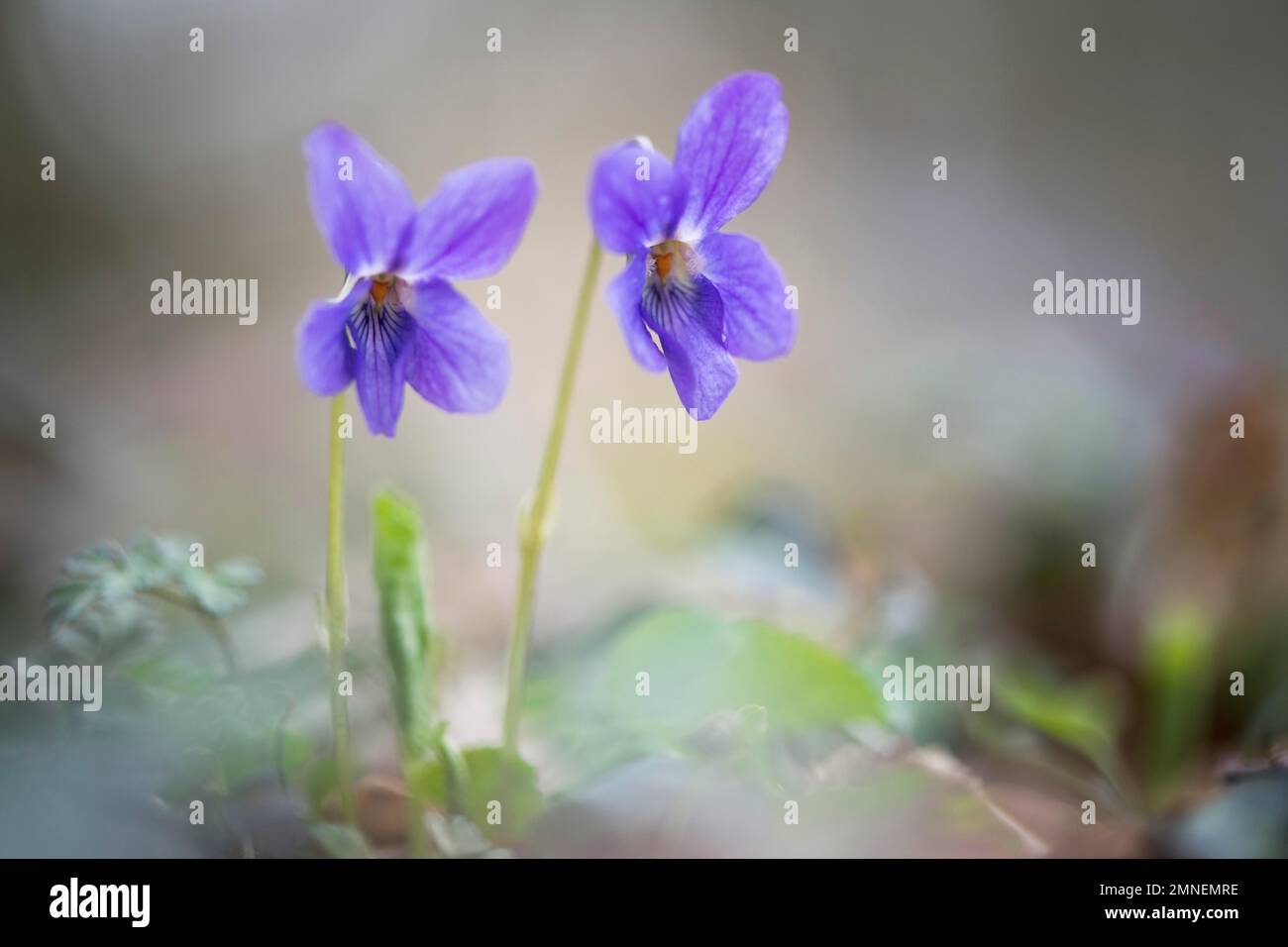 Viola di legno (Viola odorata), Renania settentrionale-Vestfalia, Germania Foto Stock