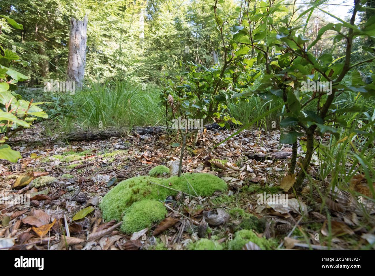 Alberi giovani accanto al bosco morto, sviluppo di foreste naturali nella foresta primordiale di Darss, Parco Nazionale di Vorpommersche Boddenlandschaft Foto Stock