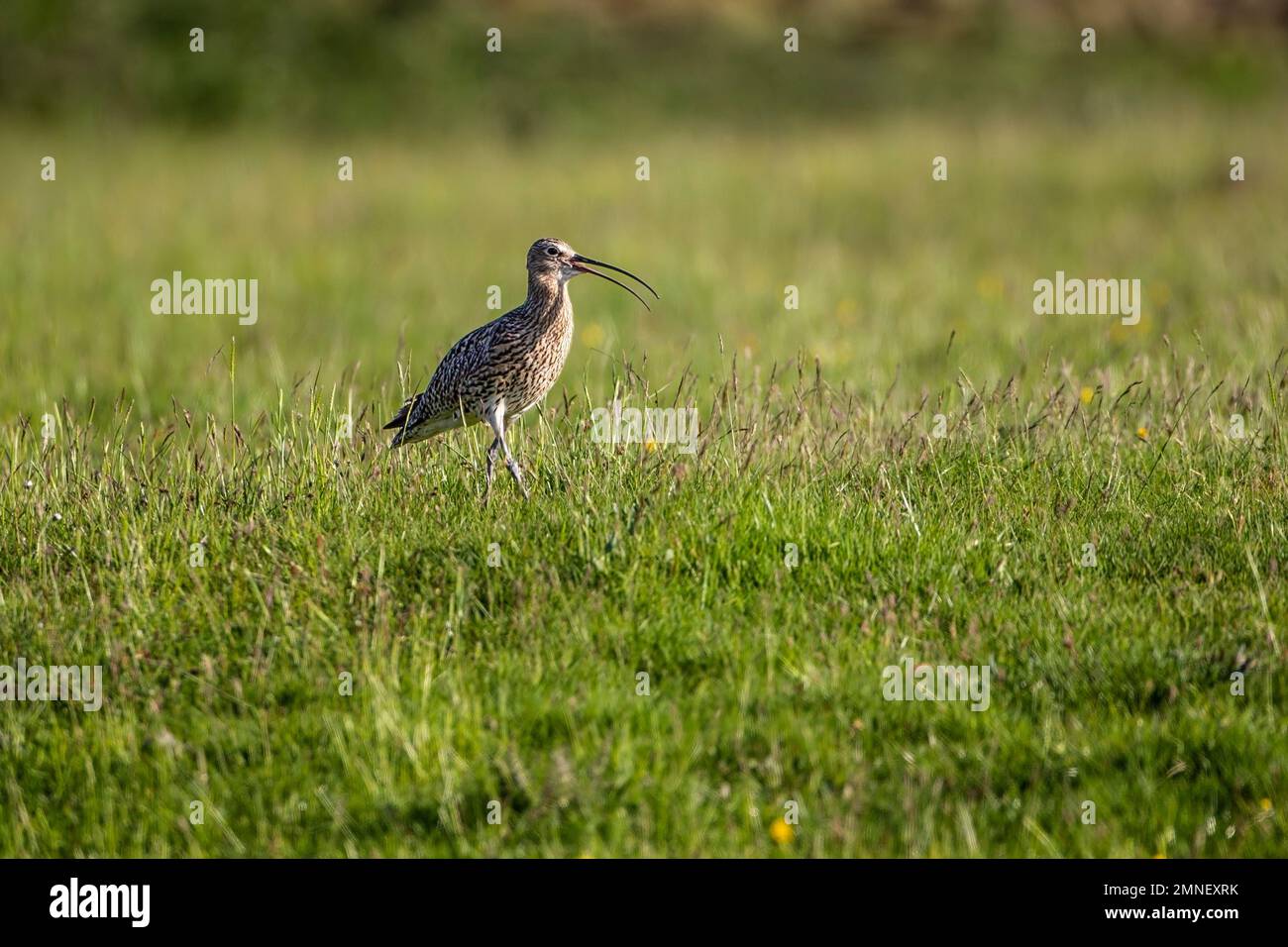 Un singolo Curlew Numenius arquata in profilo con distinta becco curvo aperto su brughiera sopra Holmfirth nello Yorkshire Regno Unito Foto Stock