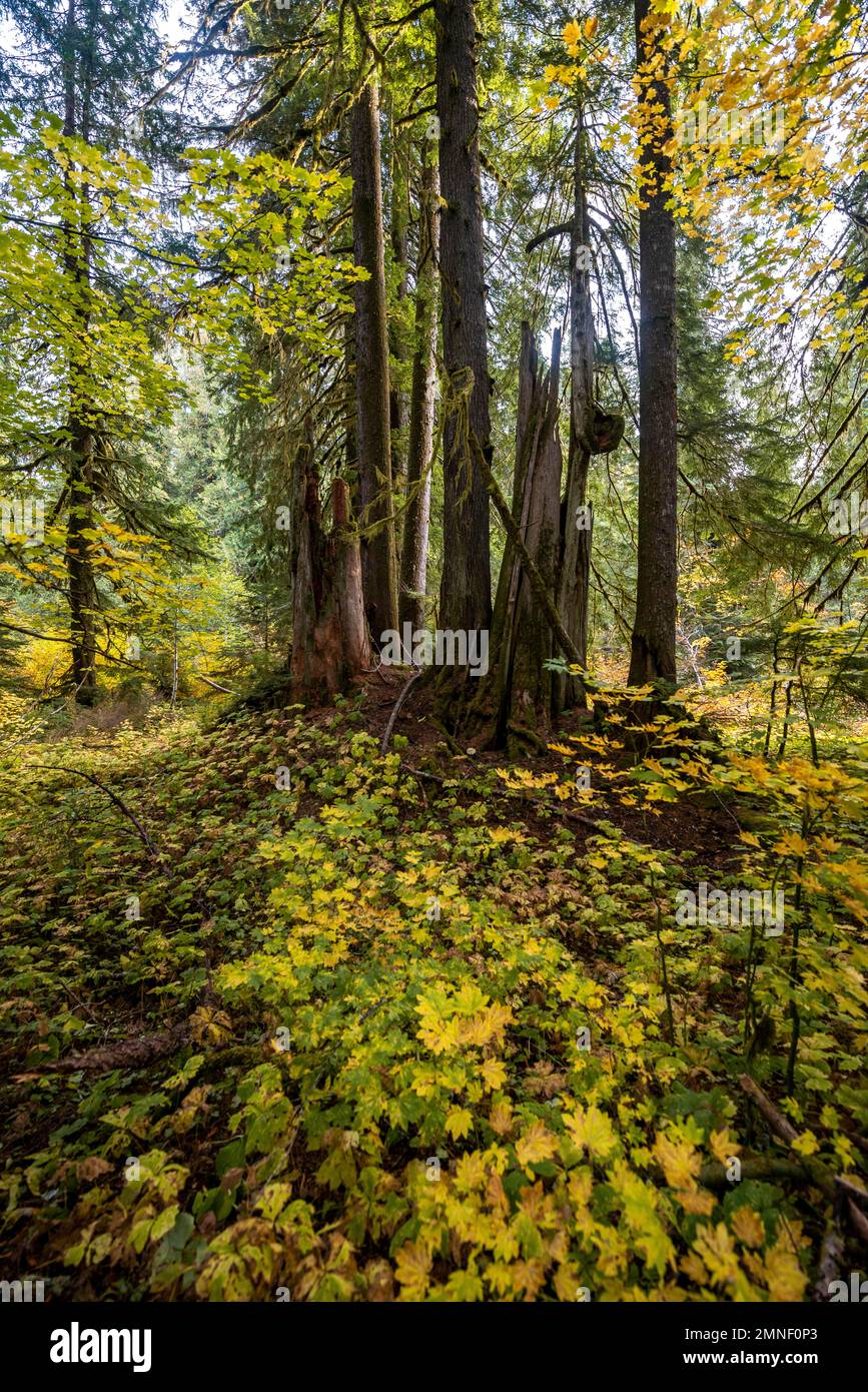 Autunno foresta con cedro rosso occidentale (Thuja gigantea), Grove of the Patriarchs Trail, Mount Rainier National Park, Washington, USA Foto Stock