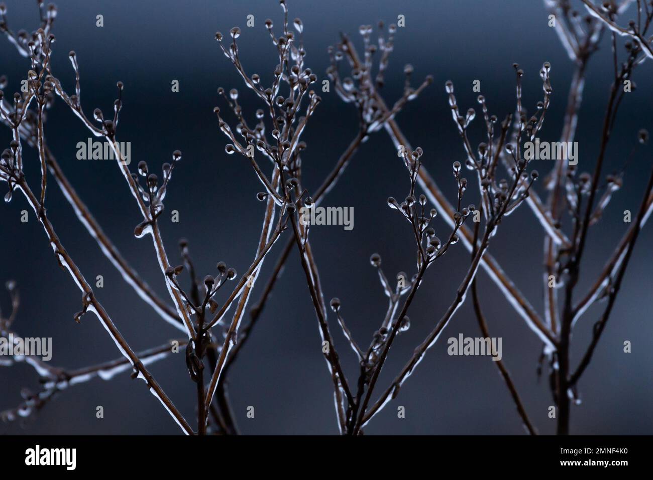 Fenomeno meteorologico raro quando la pianta diventa ghiacciata. Gelata bellezza in inverno Foto Stock