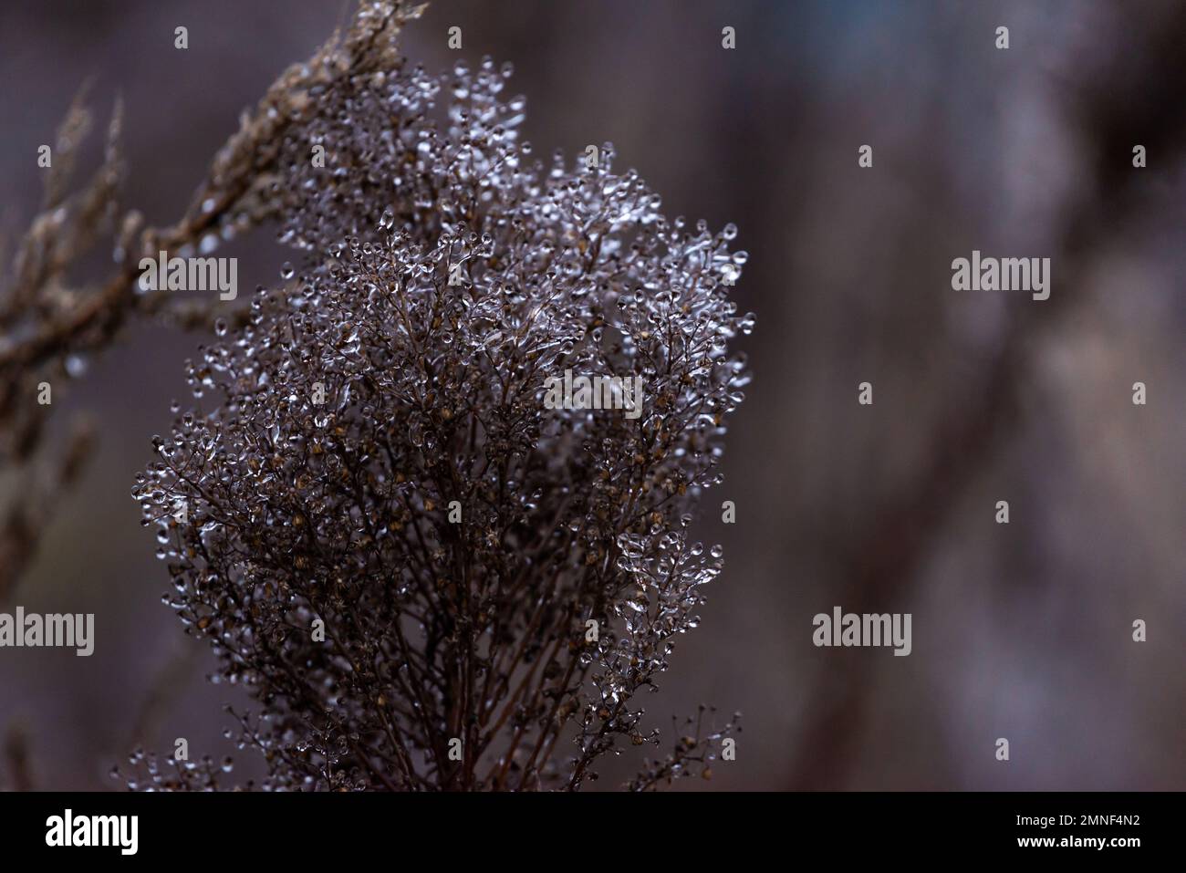 Fenomeno meteorologico raro quando la pianta diventa ghiacciata. Gelata bellezza in inverno Foto Stock