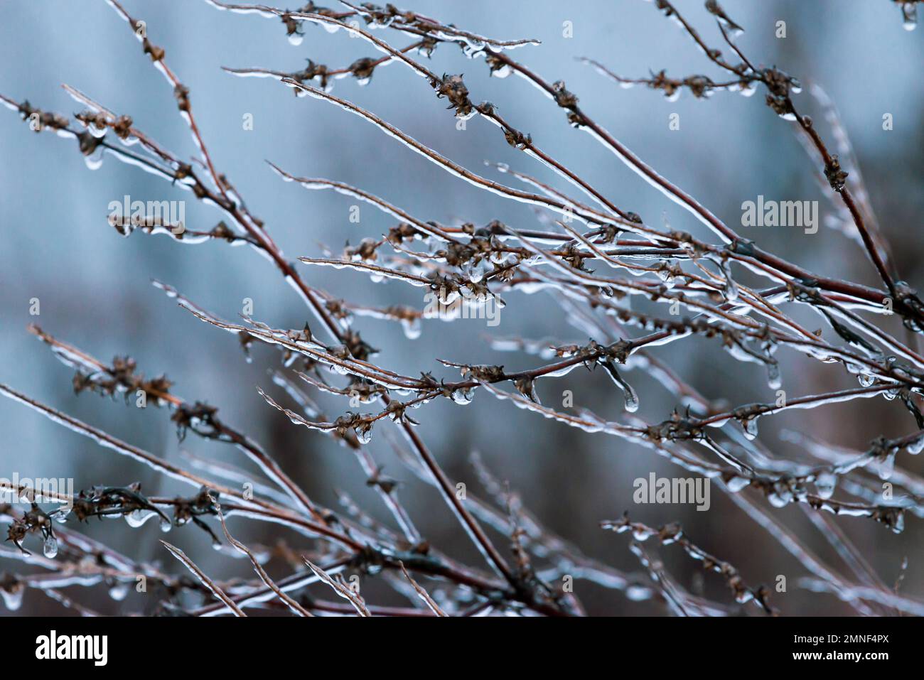 Fenomeno meteorologico raro quando la pianta diventa ghiacciata. Gelata bellezza in inverno Foto Stock