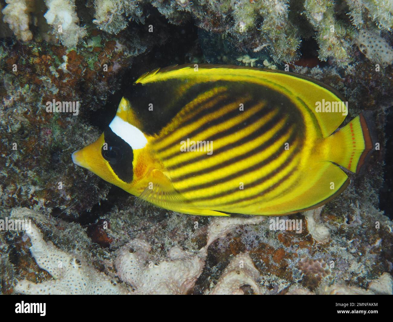 Pesce farfalla diagonale (Chaetodon fasciatus), sito di immersione della barriera corallina, Mangrove Bay, El Quesir, Mar Rosso, Egitto Foto Stock