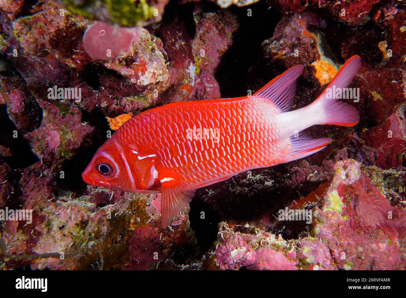 Bucato di argento rosso (Sargocentron caudimaculatum) nella barriera corallina rossa. Sito di immersione piccolo Fratello, Isole Brother, Egitto, Mar Rosso Foto Stock