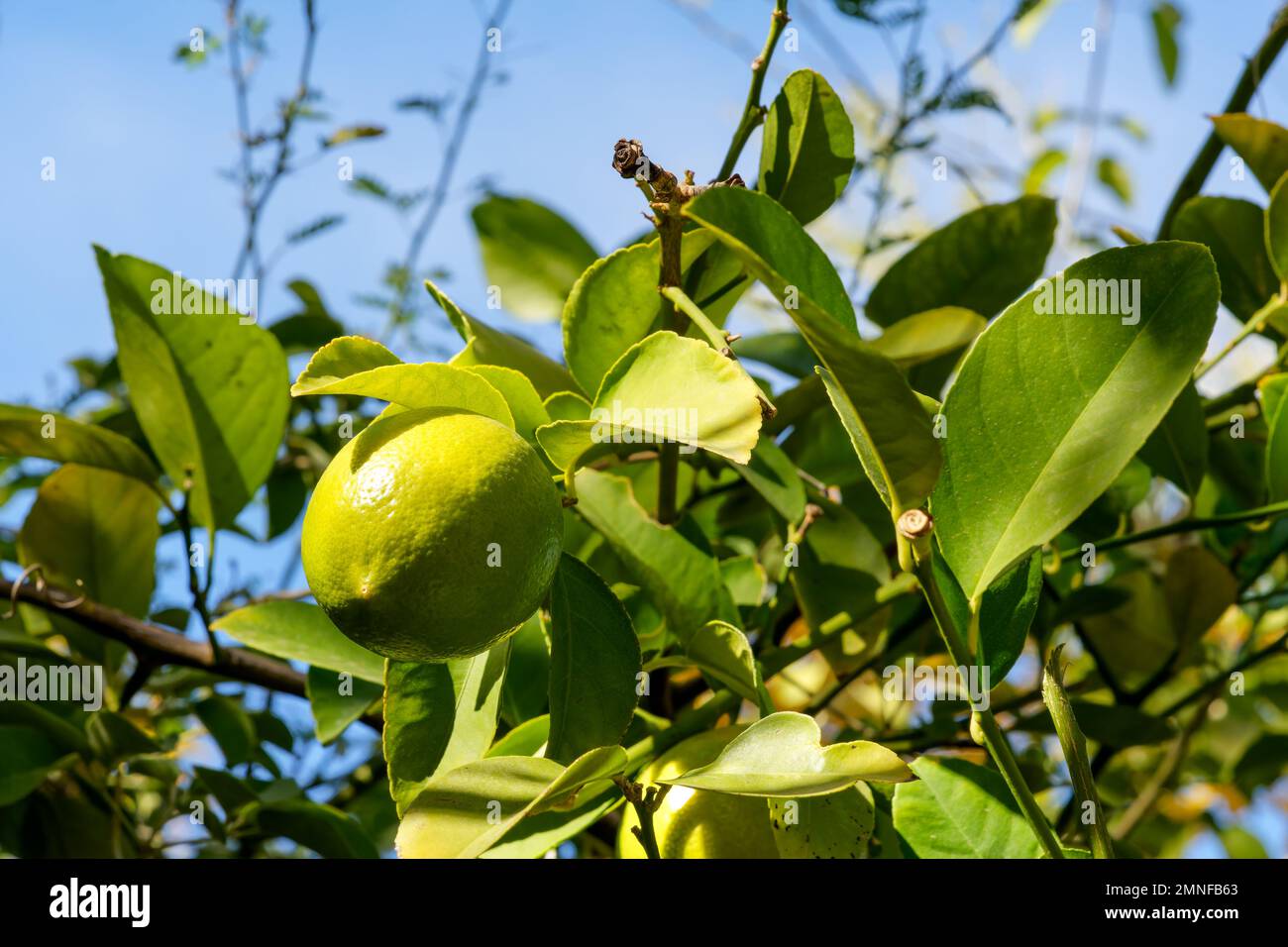 Guardando un limone Meyer, Citrus meyeri, maturando su un albero all'aperto Foto Stock