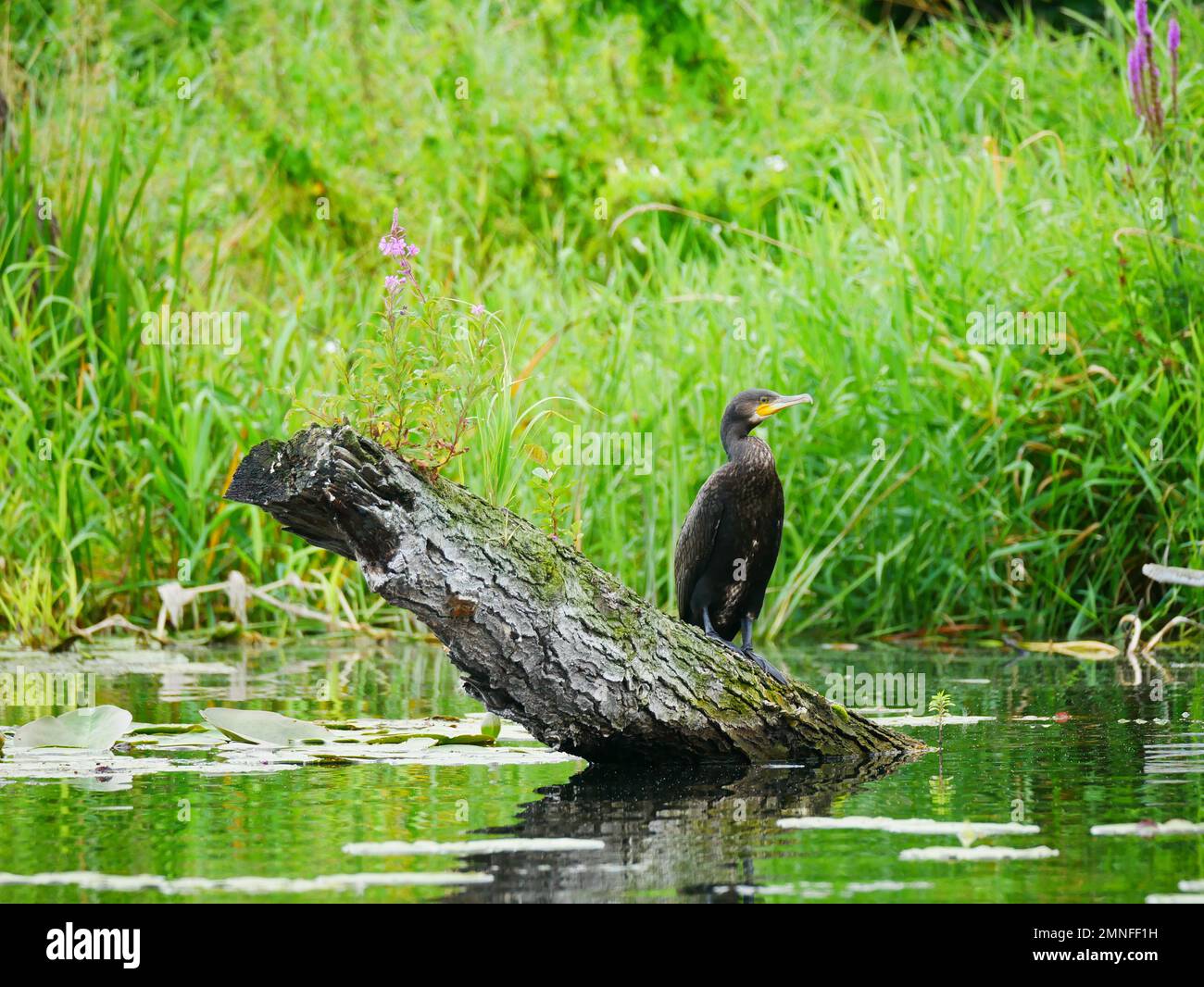 Comoran seduto su un driftwood, riflettendo in acqua cristallina Foto Stock