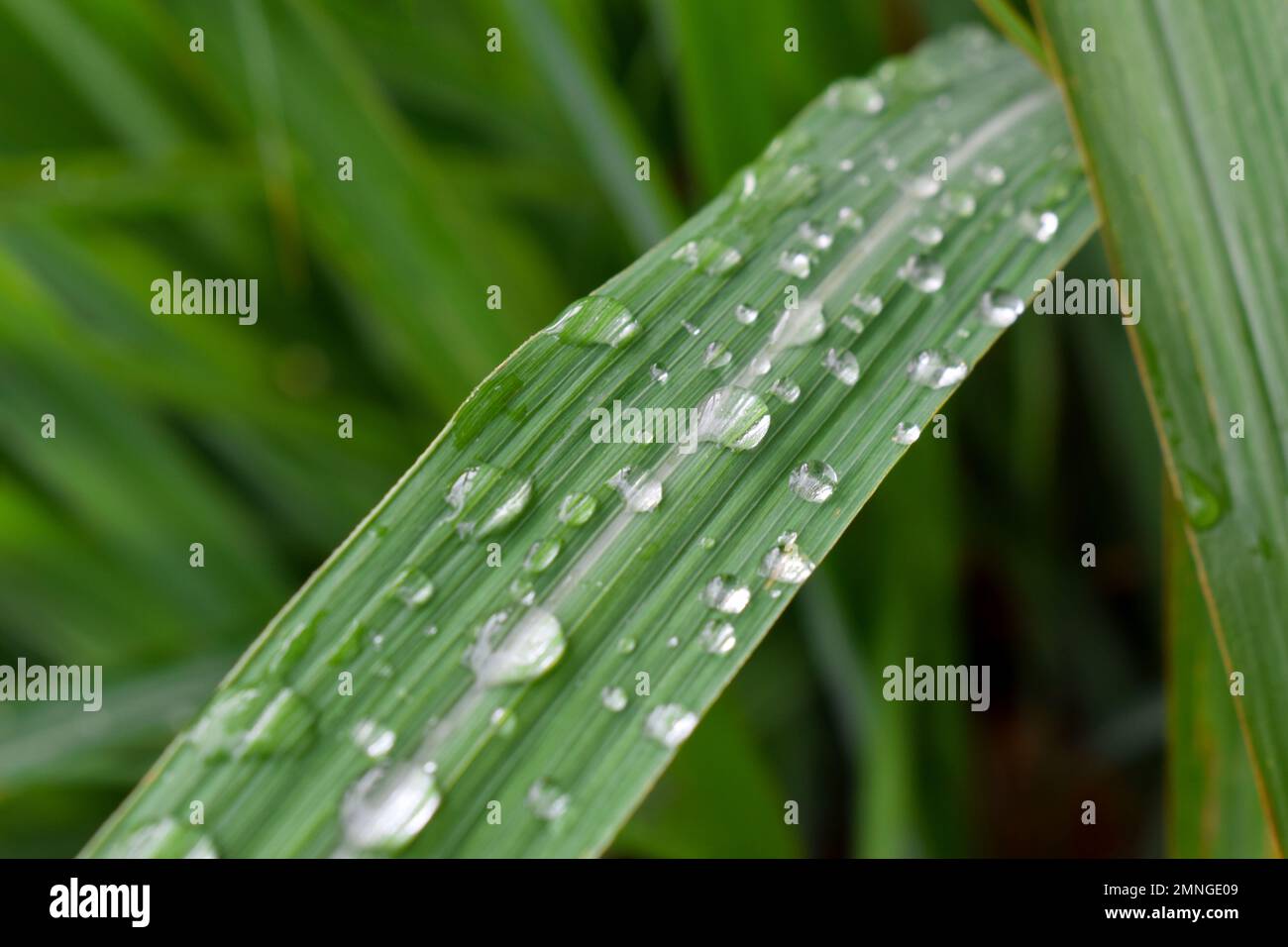 Primo piano delle gocce d'acqua sulla citronella al mattino. Citrato fresco (Cymbopogon citratus) Foto Stock