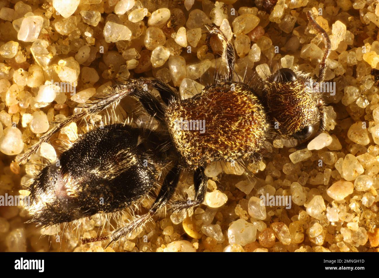 Femmina Velvet ANT (Dasymutillini) South Australia Foto Stock