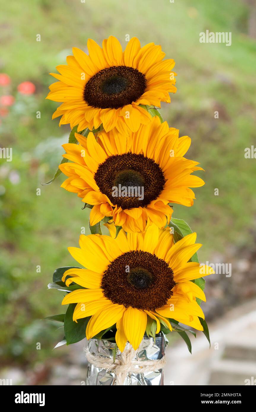 Helianthus Annuus - bello fiore di girasole comune. Foto Stock