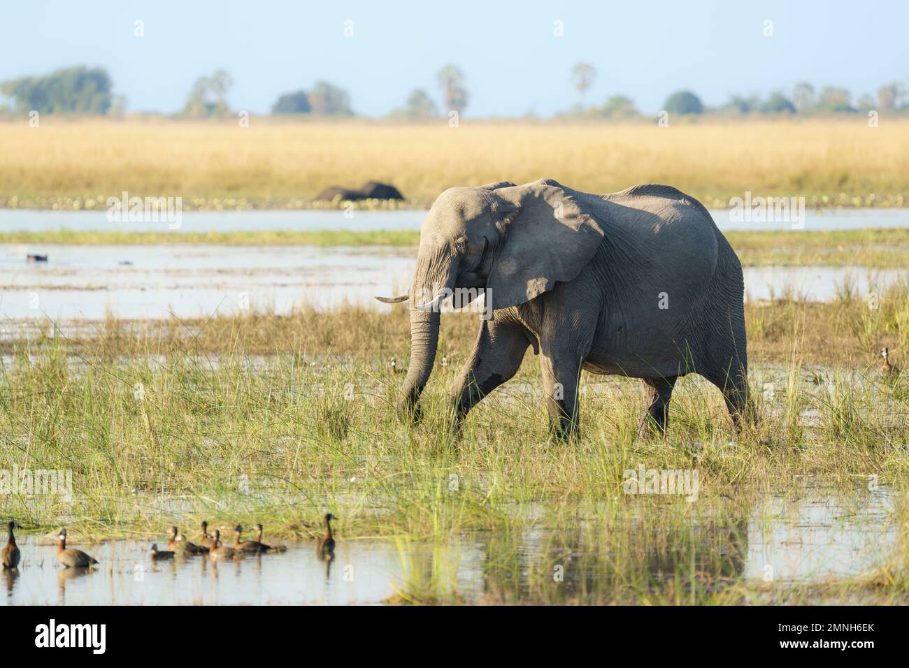 Mandria di elefanti solici (Loxodonta africana) che attraversa la prateria accanto al fiume Chobe. Parco Nazionale di Chobe, Botswana, Africa Foto Stock