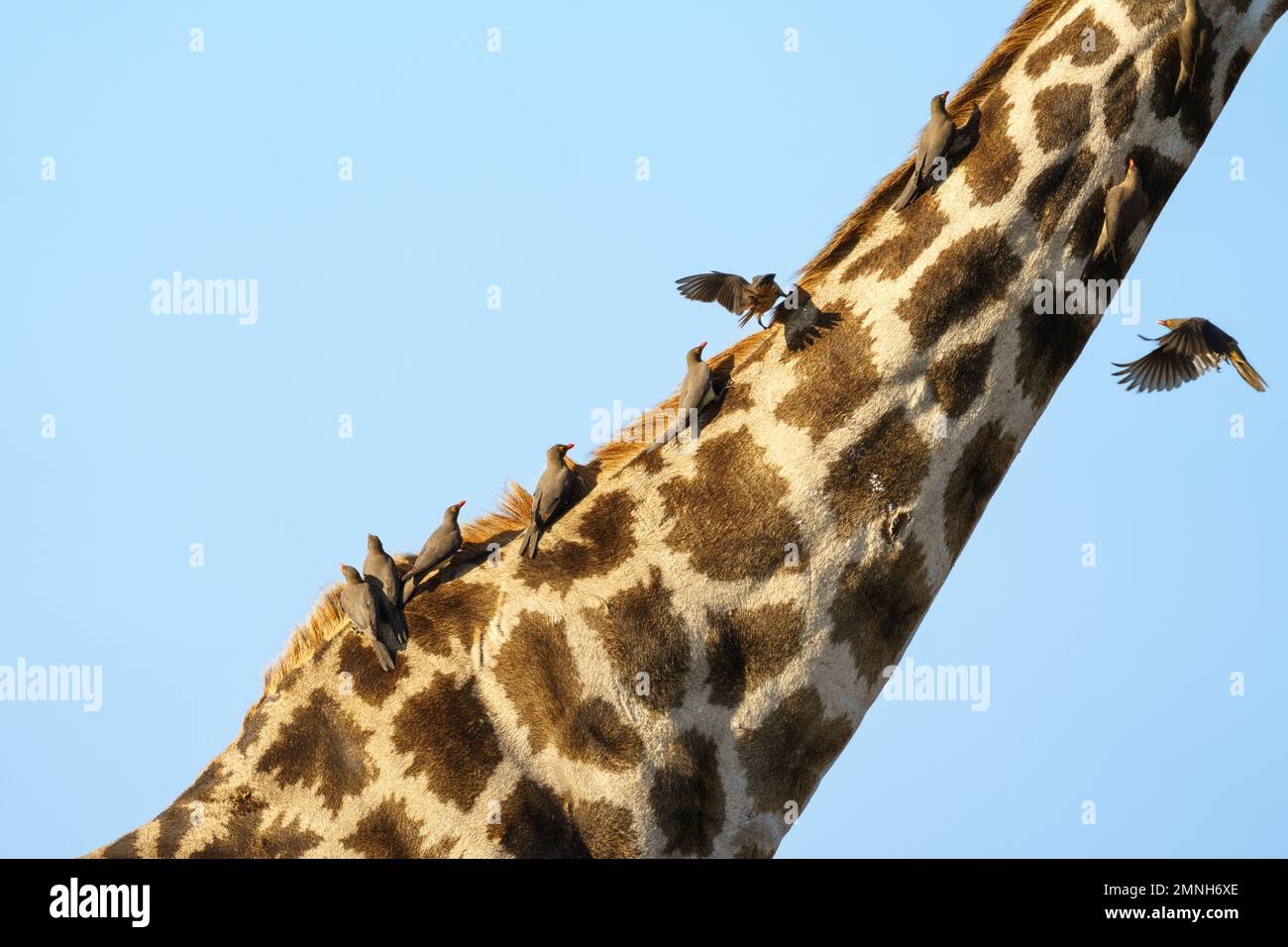 Gruppo di Oxpeckers, Buphagus africanus, siede in fila su una Giraffa, Giraffa camelopardalis, collo lungo. Parco Nazionale di Chobe, Botswana, Africa Foto Stock