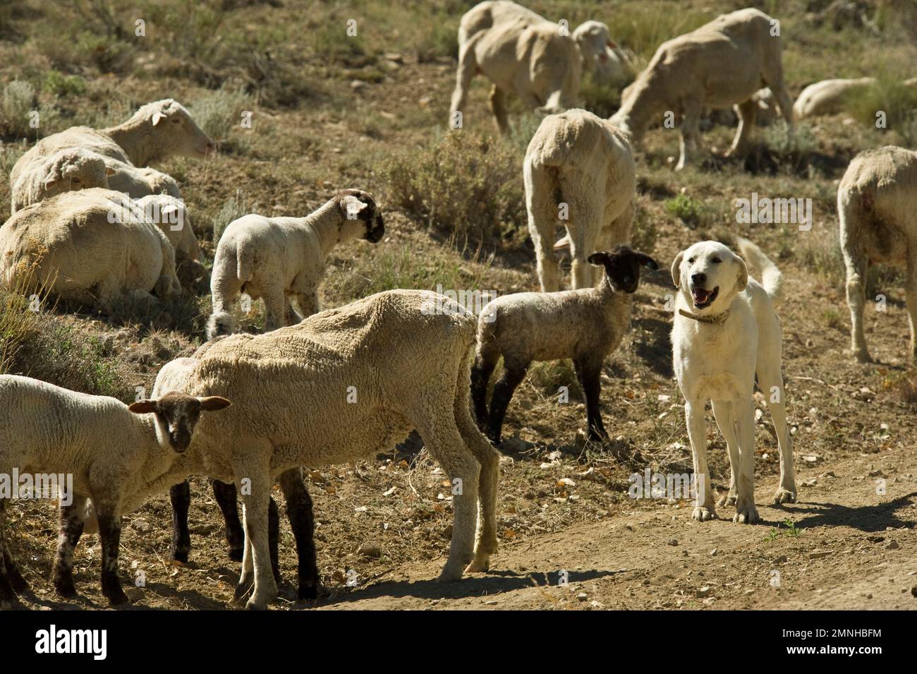 I cani di protezione del bestiame (LPD) sono usati per dissuadere i predatori dal bestiame in molti paesi in tutto il mondo. Circa il 32% dei produttori di bestiame intervistati in diversi Stati occidentali negli Stati Uniti utilizza LPD per proteggere i loro greggi. Foto Stock