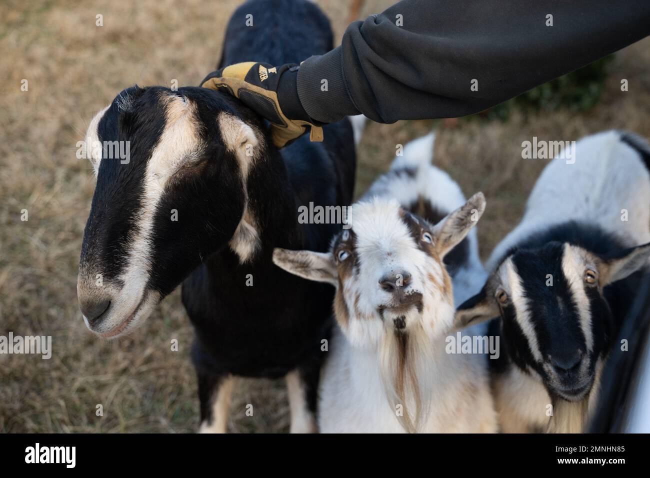 Le capre salvate mangiano gli alberi donati di Natale a Mount Airy, Maryland, il 7 gennaio 2022. Le capre in questa fattoria aiutano a ricilce alberi di Natale mangiandoli per le loro sostanze nutritive. Foto Stock