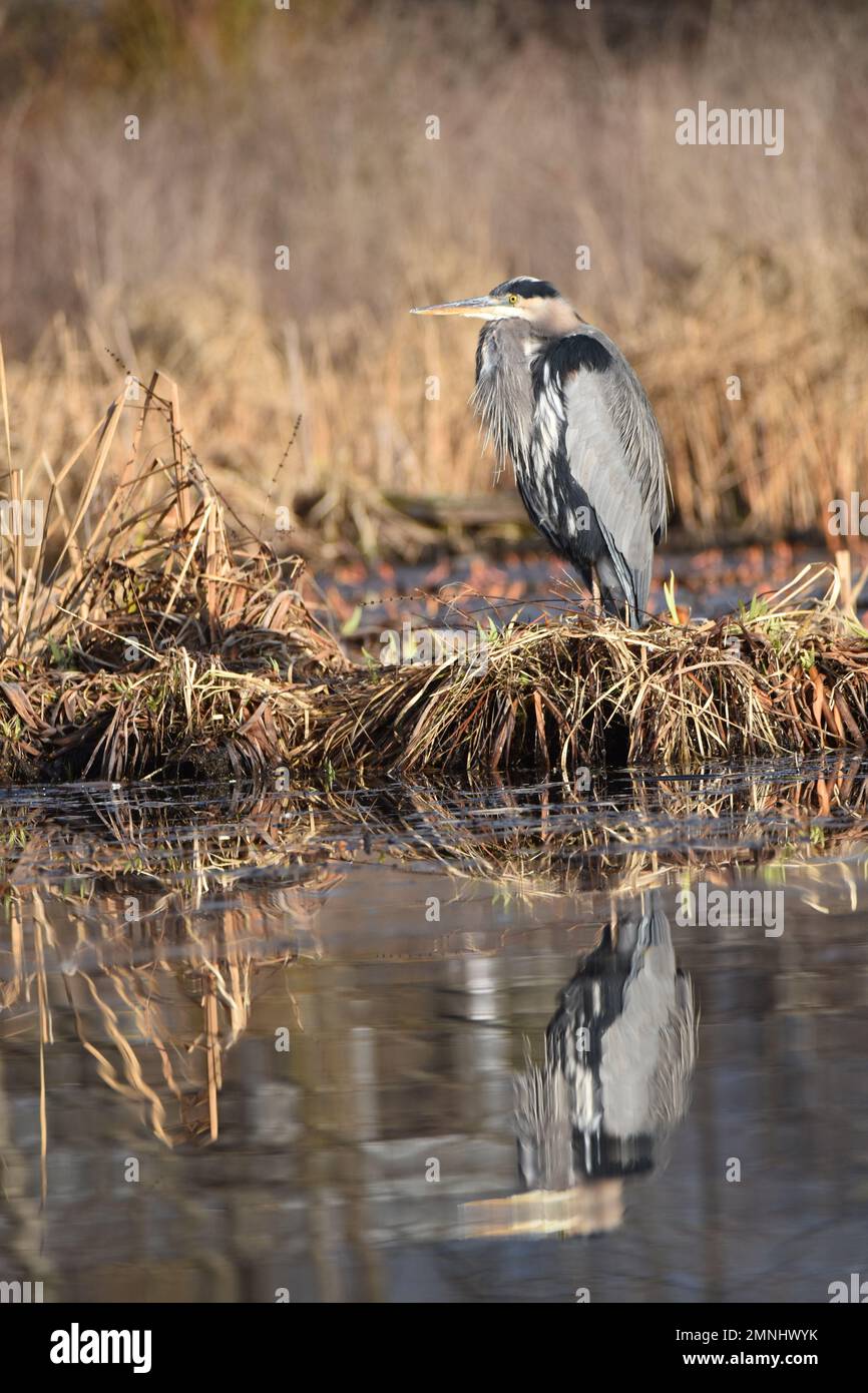 Un maestoso grande airone blu che sorge sulla riva del lago Burnaby Foto Stock