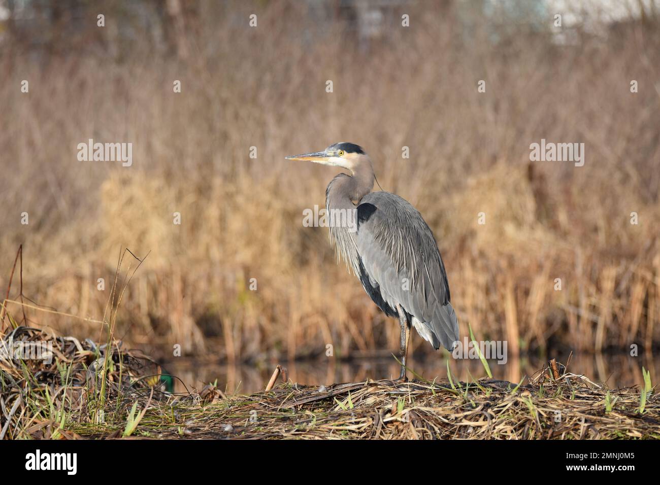 Un maestoso grande airone blu che sorge sulla riva del lago Burnaby Foto Stock